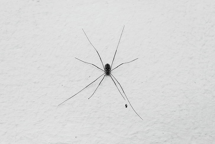 animal, anxiety spider, arachnid, black and white, close-up, danger, fear