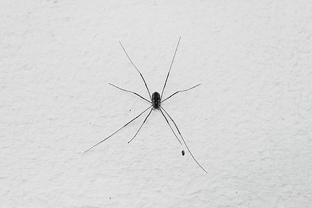 animal, anxiety spider, arachnid, black and white, close-up, danger, fear