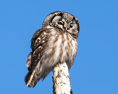 boreal owl, perched, bird, pole, portrait, wildlife, nature