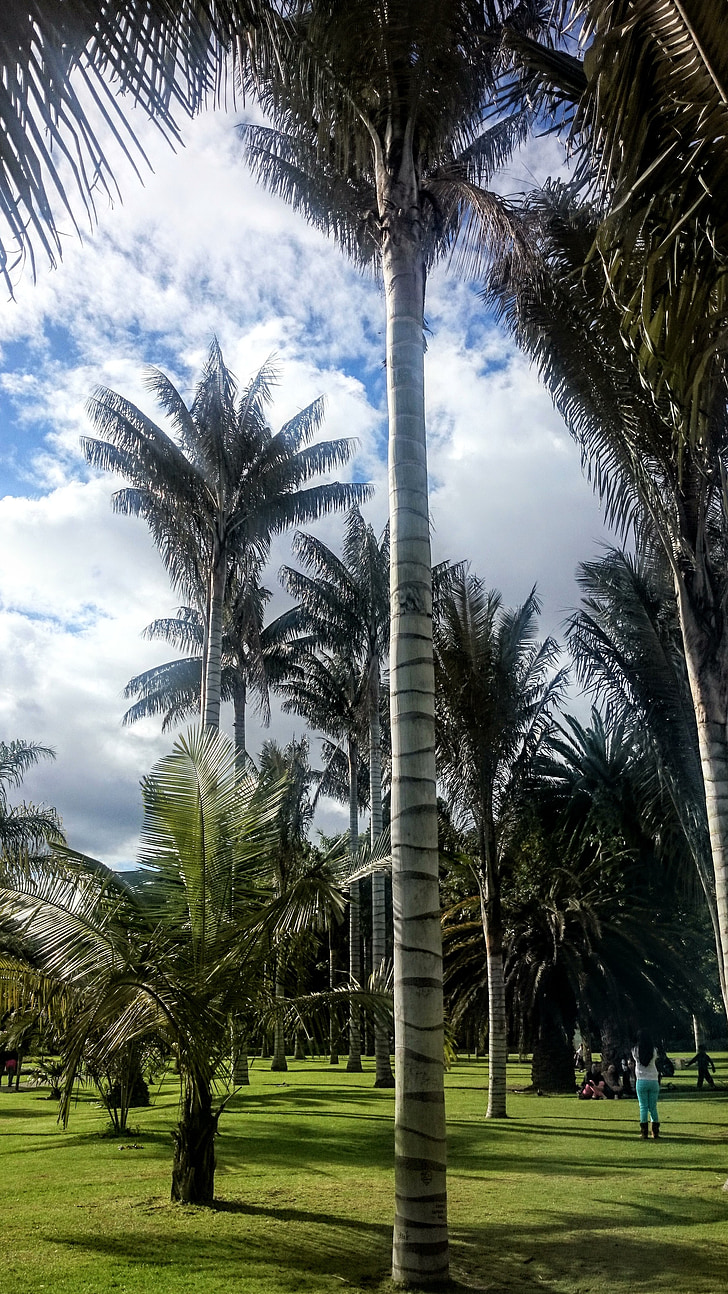 Palm vax, träd, Botaniska trädgården, Palm tree, träd, naturen, Utomhus