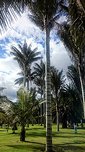 palmas vasks, koki, Botāniskais dārzs, Palma, koks, daba, ārpus telpām