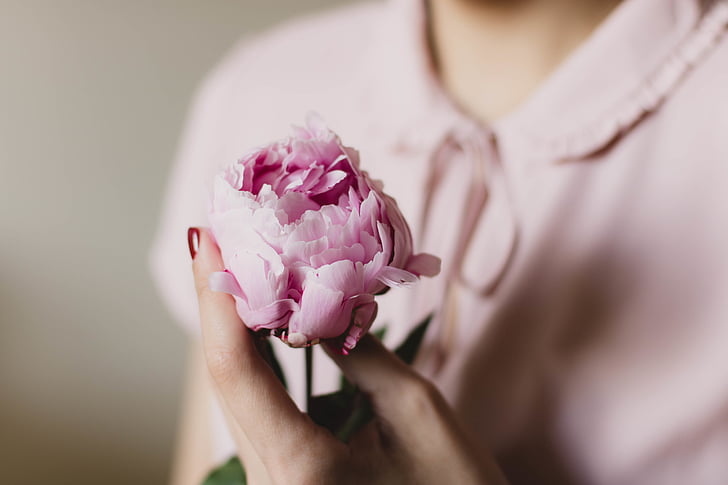 person, holding, pink, peony, flower, woman, girl