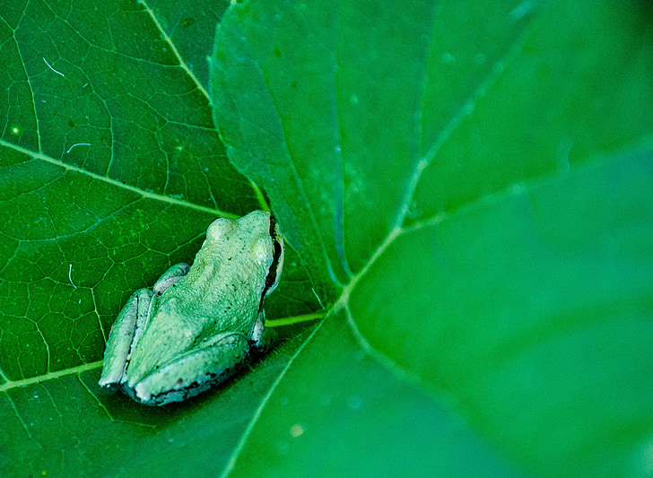 frog, green, amphibian, nature, animal, close-up, natural