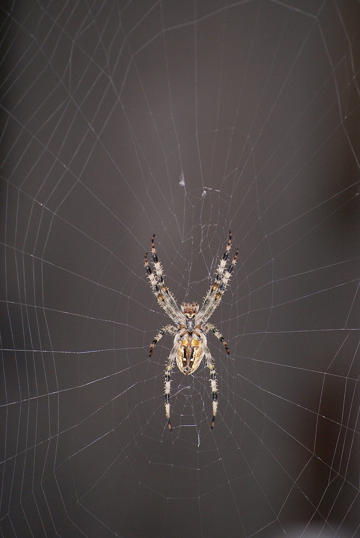 spider, cobweb, araneus, arachnid, hotel, nature, spider's web