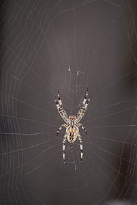 Pająk, pajęczyna, Krzyżak, pajęczak, Hotel, Natura, Spider's web