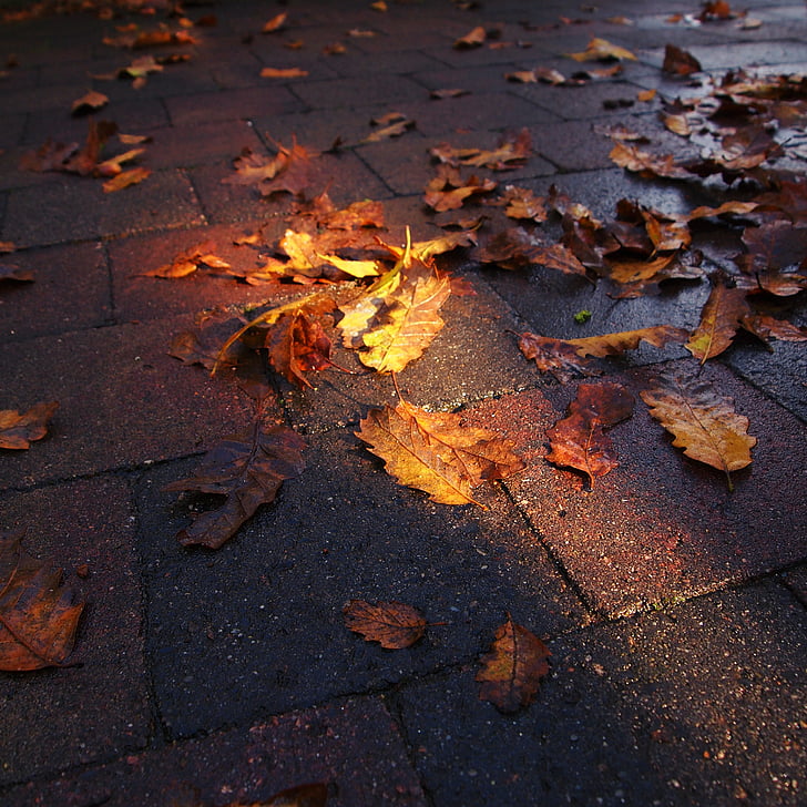 lighting, autumn, pavement, colors, nature, leaves, sun