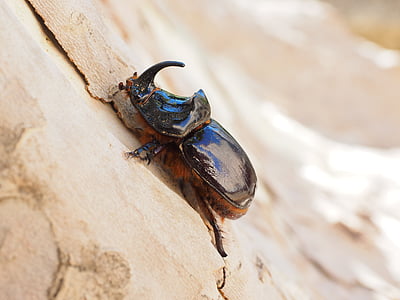 Rhinoceros beetle, kever, Hoorn, krabbeltier, oryctes nasicornis, blad hoorn kever Bladsprietkevers, bijzonder beschermde dier