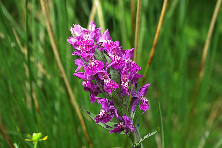 orchid, plant, pink, blossom, bloom, heath spotted orchid, nature conservation