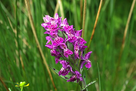 Orchid, plante, Rose, Blossom, Bloom, Heath repéré orchidée, conservation de la nature