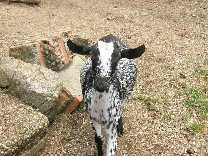 kambing, hewan, pertanian, Mamalia