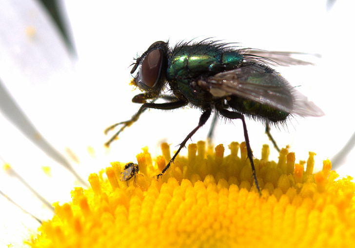 fly, green, rest, flower, pollen