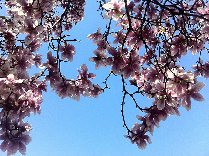 Sky, Blossoms, forår, træ, gren, close-up, Pink