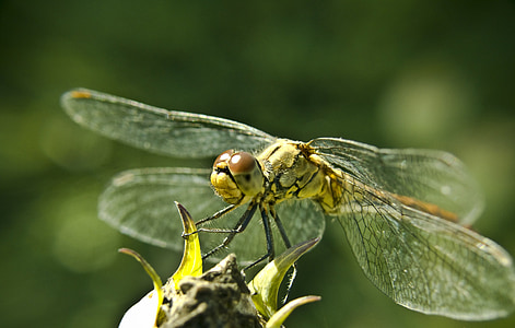 Dragonfly, makro, blizu, do, narave, barva, insektov