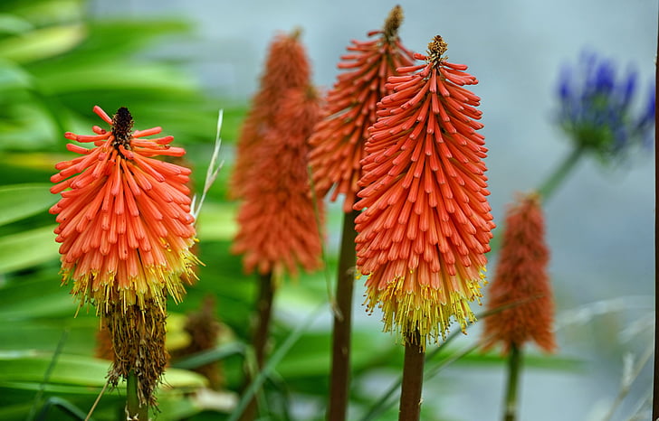 torch lily, red hot poker, red, flowers, bright, blossom, bloom