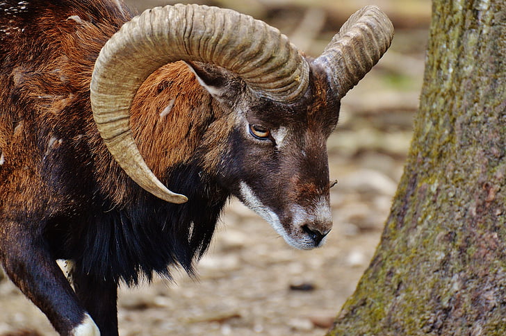 양자리, wildpark 포 잉, 유럽 mouflon, 야생, 야생 동물, 포유 동물, 자연