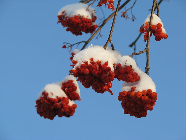 rowan, snow, winter, fruit, nature, red, branch