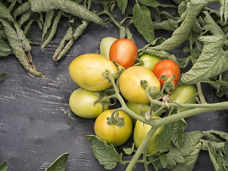 produtos hortícolas, jardineiro, vermelho, verde, comida, tomate, vitaminas
