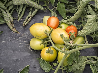 grönsaker, trädgårdsmästare, röd, grön, mat, tomater, vitaminer