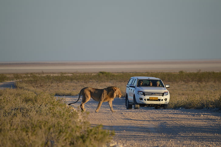 Lion, l’Afrique, Namibie, Etosha, Predator, Wildcat, animal sauvage