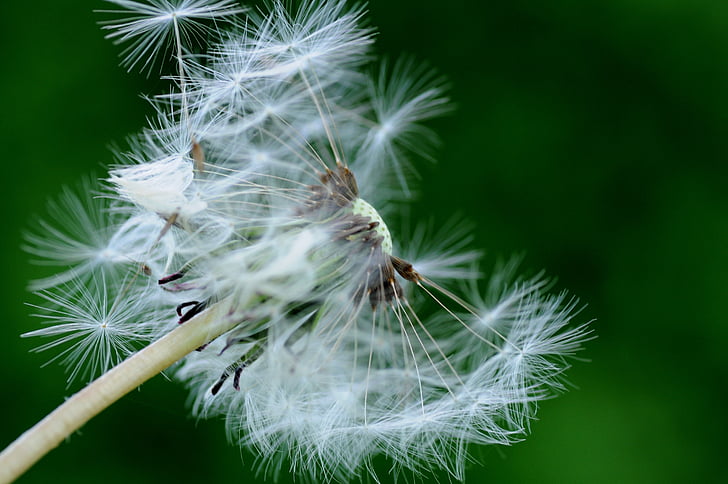 dandelion, flower, nature, plant, pointed flower, close-up, seed