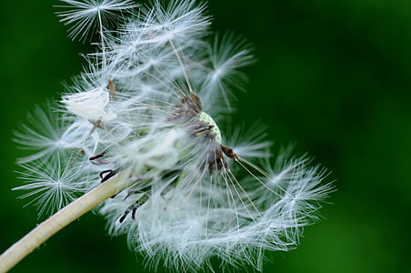 dandelion, flower, nature, plant, pointed flower, close-up, seed
