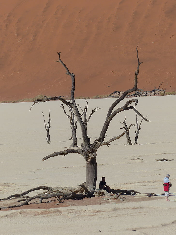 soussousvlie, arbres morts, Namibie, l’Afrique, désert