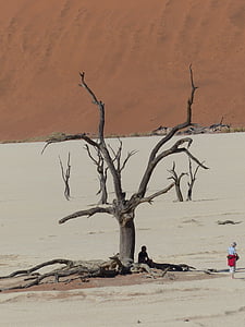 soussousvlie, mŕtvych stromov, Namíbia, Afrika, Desert
