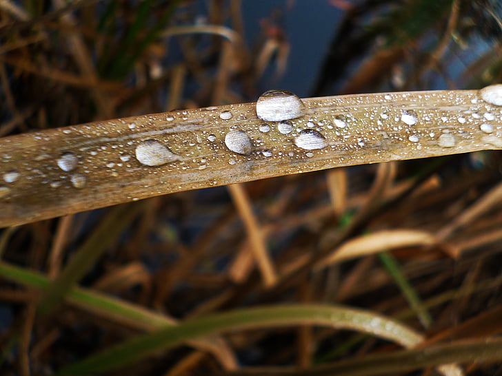gresstrå, makro, dugg, vann-dråpe, våte, regndråper, DROPS