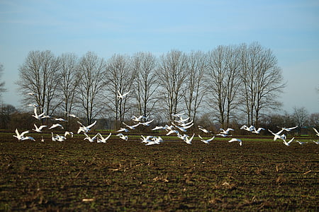 aves, cisne, cisne de whooper, cisnes, campo, arable, vuelo