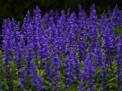 Sàlvia blau, flors, blau-violeta, fulla, verd, herba, gregariousness