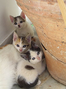 Katze, Katze baby, junge Katze, Tiere, Griechenland, Haustier, neugierig