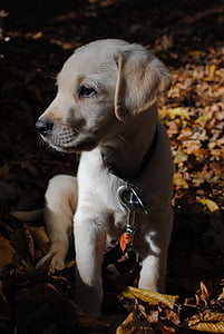 pes, Labrador, Labradorský retríver, šteňa