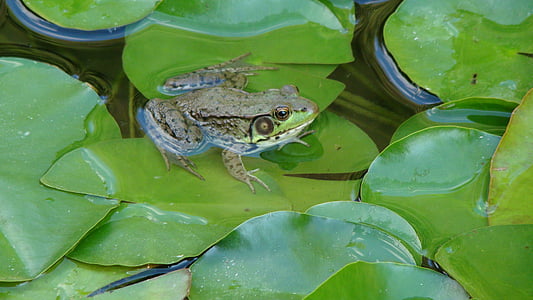 frosk, padde, Bullfrog, amfibier, øyne, arter, utendørs