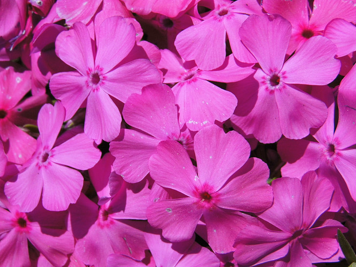 fleurs, Purple, Gentle, appel d’offres, été, fermer, nature violet