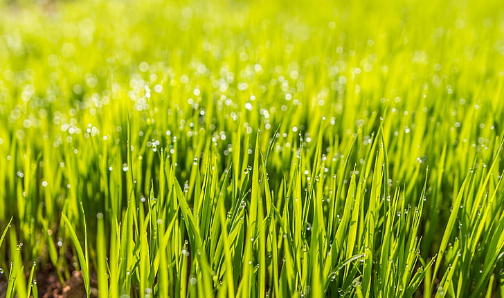 dew, field, grass, green, lawn, nature, green Color