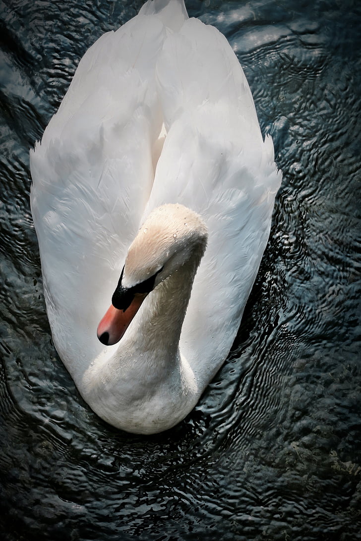 dyr, Swan, Lake, natur, fuglen, vann, symbolet