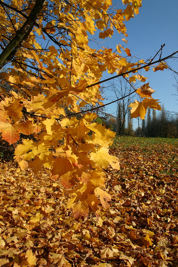 Parc, Forest, automne, arbre, feuillage, octobre, nature