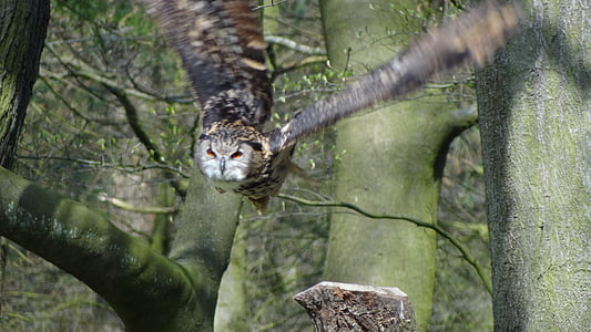 owl, eagle owl, forest, night, bird, forests, feather