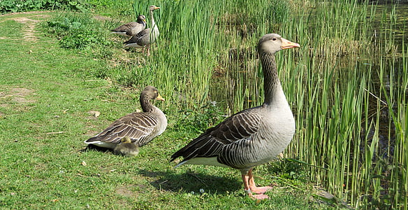 goose, greylag goose, animal, bird, poultry, wild goose, water bird