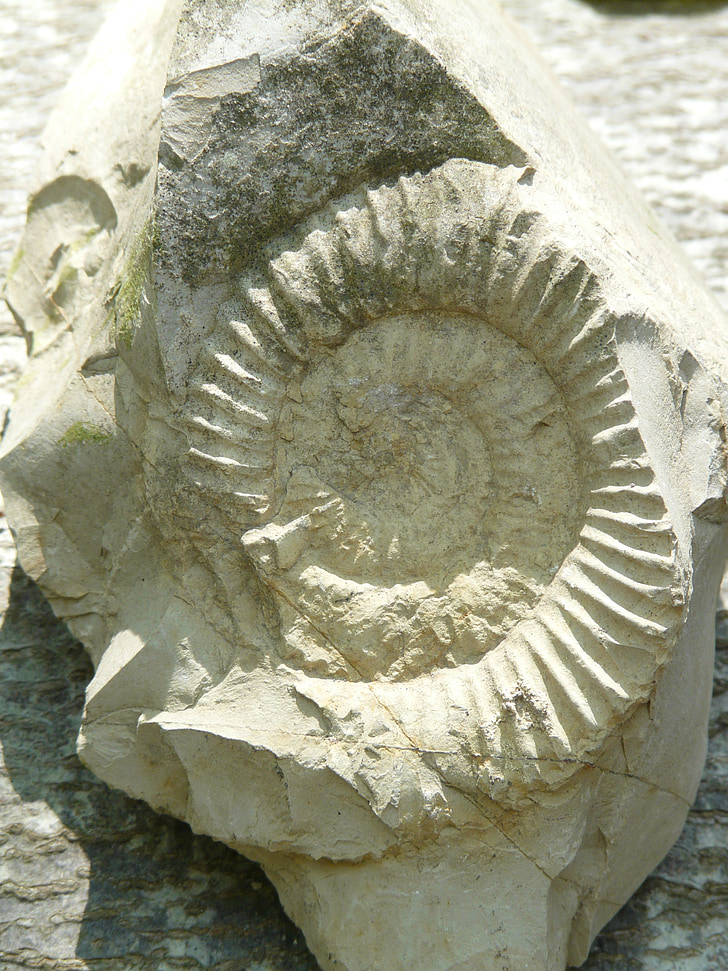 förstening, Ammonit, sten, ammonoidea, bläckfisk, var, Mollusca