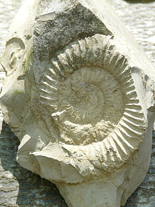 petrification, ammonit, steen, Ammonieten, inktvissen, waren, mollusca