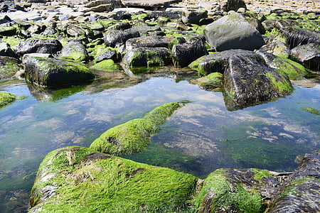 rocks, water, ocean, stone, seaweed, seashore, coastal