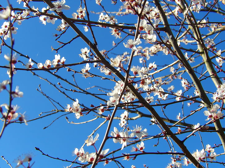 árvore, Hawthorn, Primavera, filial, florescência
