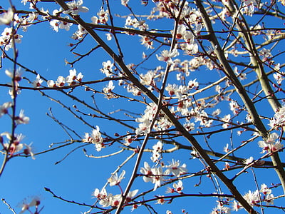 árbol, Espino, primavera, rama, floración