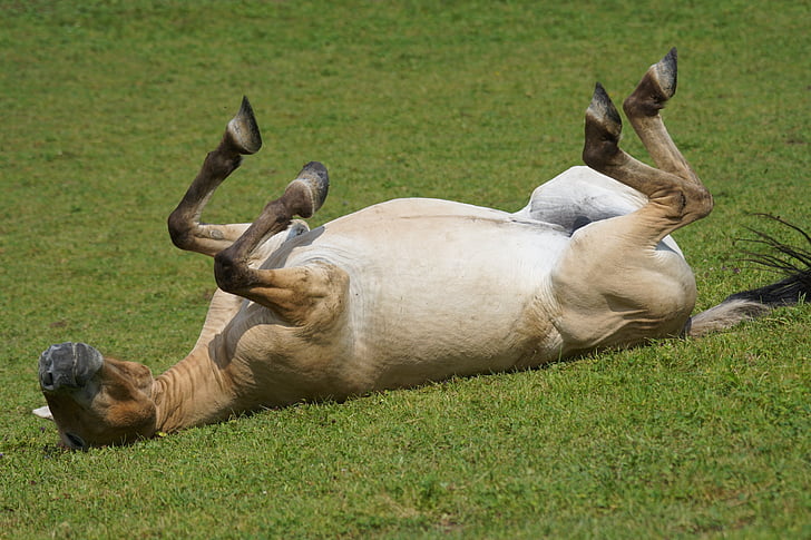 przewalski, wild horse, pasture, rolling, feel at home, mammal, equus ferus przewalskii