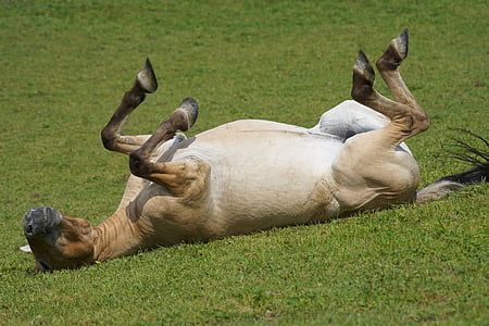 przewalski, kuda liar, padang rumput, bergulir, merasa di rumah, Mamalia, Equus ferus przewalskii