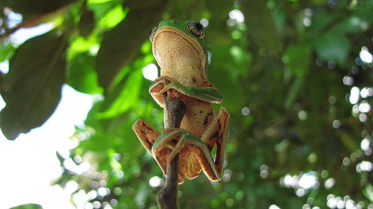 amfibi, katak, pohon, phyllomedusa, hewan liar