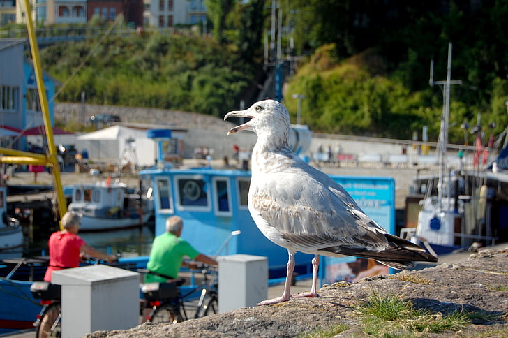 seagull, port, waterfowl, close, lake