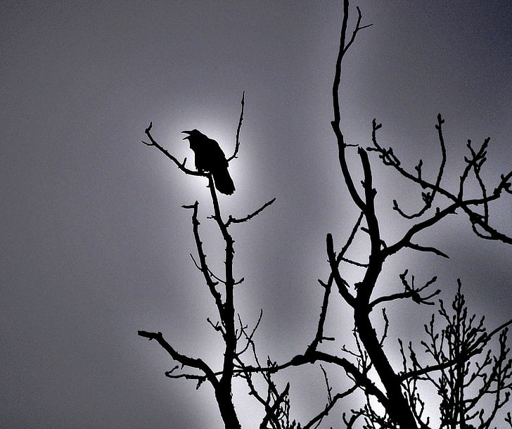 raven, blackbird, bird, spooky, halloween, silhouette, dark