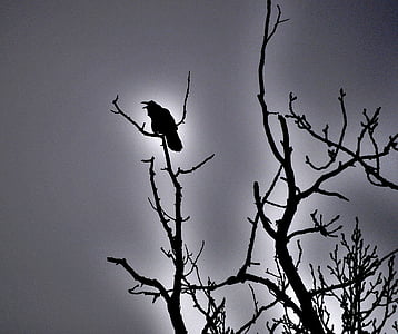Havran, Blackbird, pták, strašidelné, Halloween, silueta, tmavý